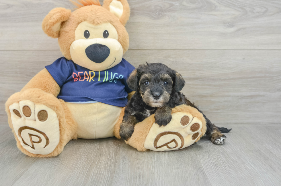 8 week old Mini Schnoodle Puppy For Sale - Fairfield Furbabies