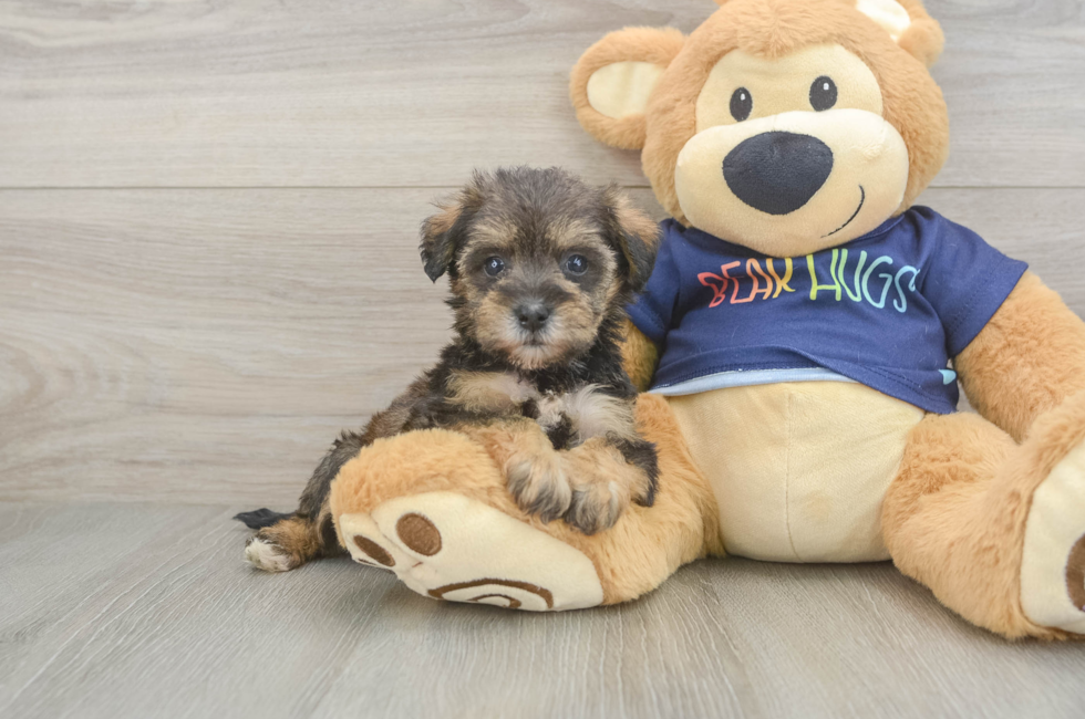 5 week old Mini Schnoodle Puppy For Sale - Fairfield Furbabies