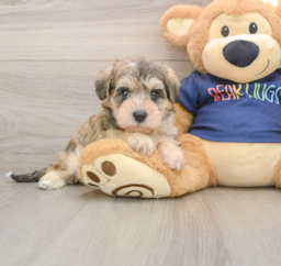 8 week old Mini Schnoodle Puppy For Sale - Fairfield Furbabies