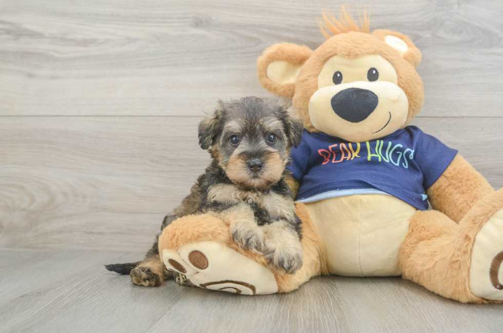 5 week old Mini Schnoodle Puppy For Sale - Fairfield Furbabies