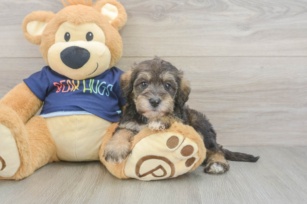 5 week old Mini Schnoodle Puppy For Sale - Fairfield Furbabies