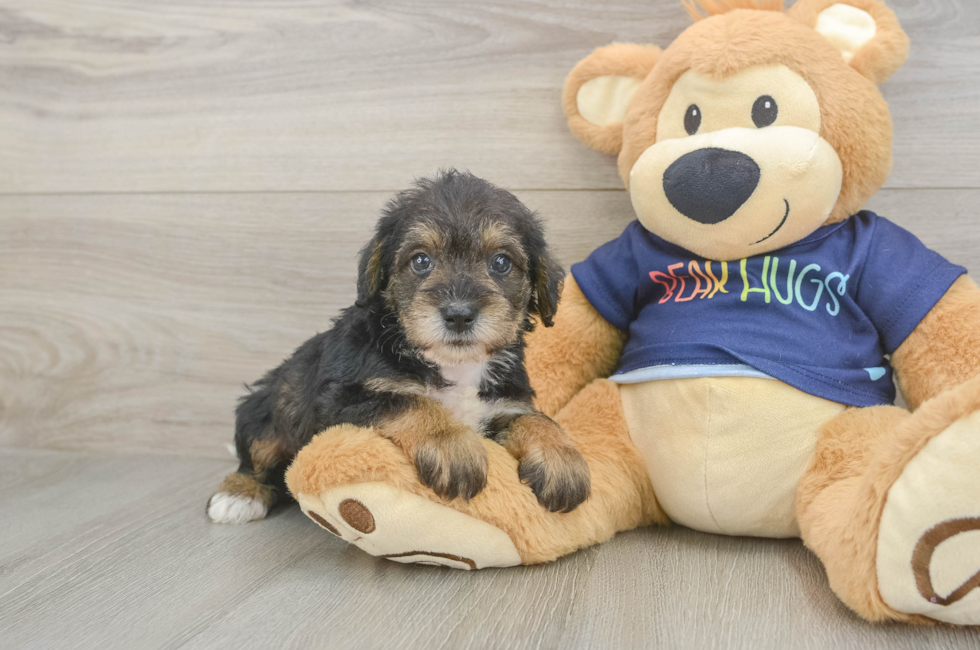 5 week old Mini Schnoodle Puppy For Sale - Fairfield Furbabies