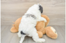Cute Mini Schnoodle Poodle Mix Puppy