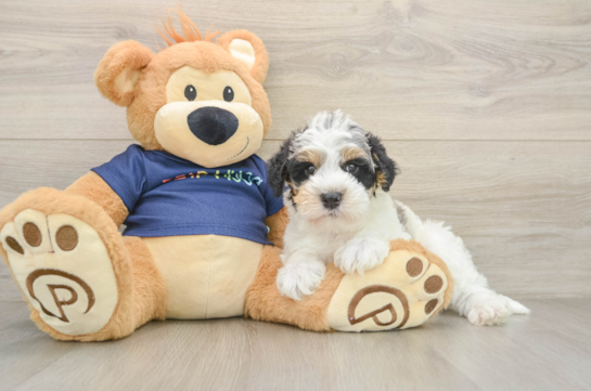 Mini Schnoodle Pup Being Cute