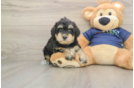 Cute Mini Schnoodle Poodle Mix Pup