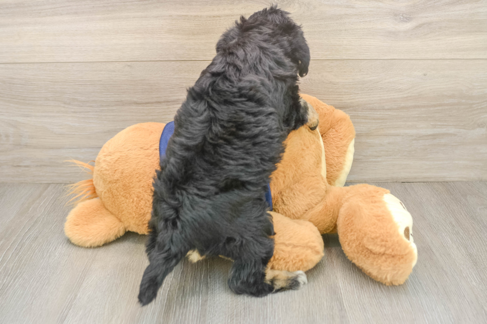Cute Mini Schnoodle Baby
