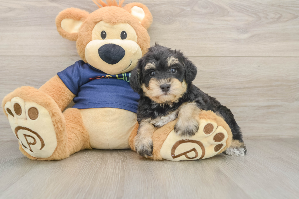 Mini Schnoodle Pup Being Cute