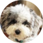 Mini Sheepadoodle Puppy For Sale Fairfield Furbabies Mini Sheepadoodle Puppy For Sale - Fairfield Furbabies
