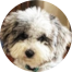 Mini Sheepadoodle Puppies For Sale - Fairfield Furbabies Mini Sheepadoodle Puppies For Sale - Fairfield Furbabies