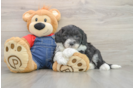 Energetic Mini Sheepapoo Poodle Mix Puppy