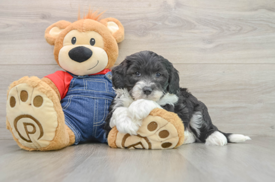 Energetic Mini Sheepapoo Poodle Mix Puppy
