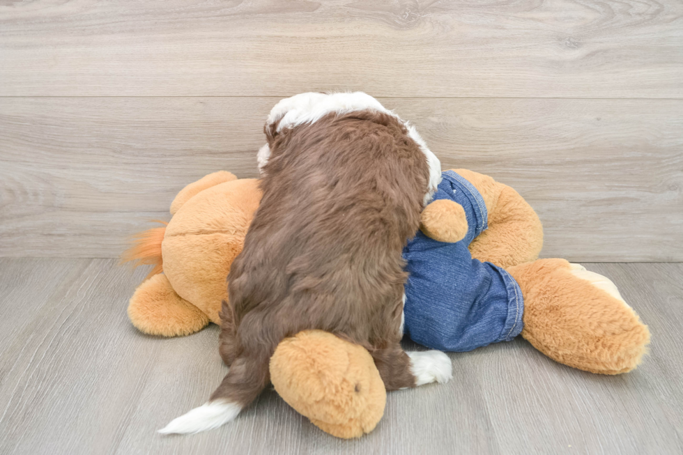 Best Mini Sheepadoodle Baby