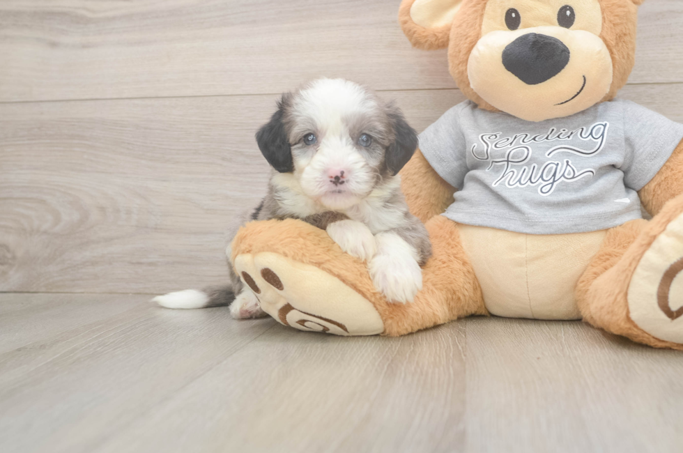 7 week old Mini Sheepadoodle Puppy For Sale - Fairfield Furbabies