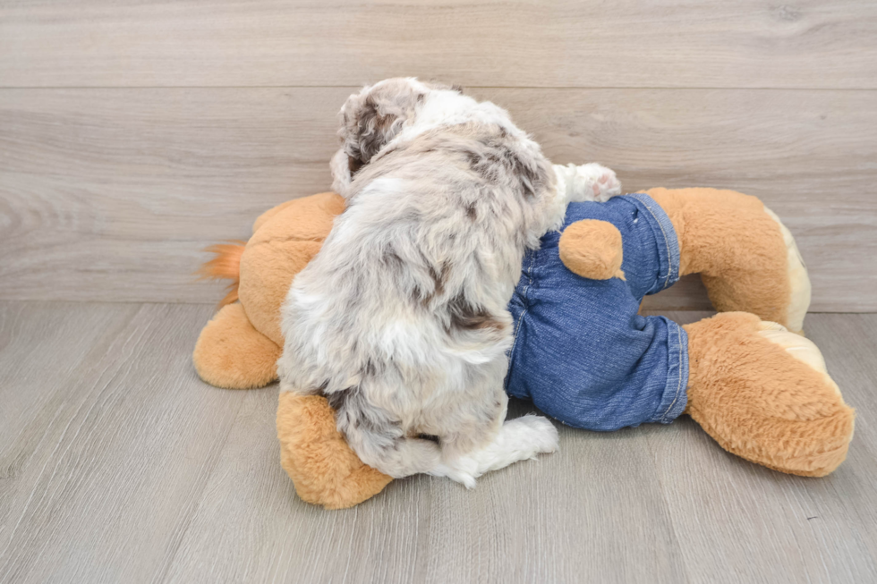 Best Mini Sheepadoodle Baby