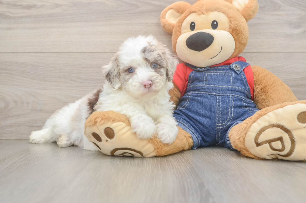5 week old Mini Sheepadoodle Puppy For Sale - Fairfield Furbabies