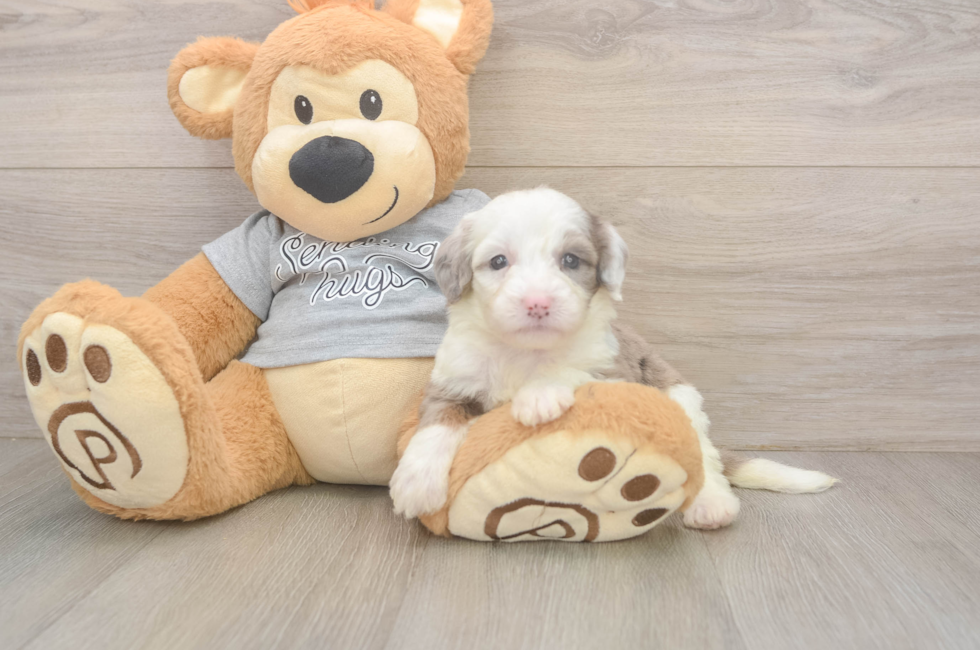 7 week old Mini Sheepadoodle Puppy For Sale - Fairfield Furbabies