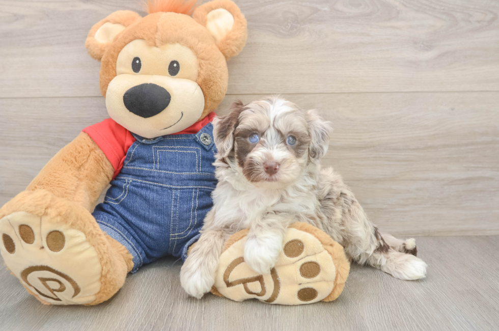 5 week old Mini Sheepadoodle Puppy For Sale - Fairfield Furbabies
