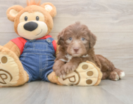 5 week old Mini Sheepadoodle Puppy For Sale - Fairfield Furbabies