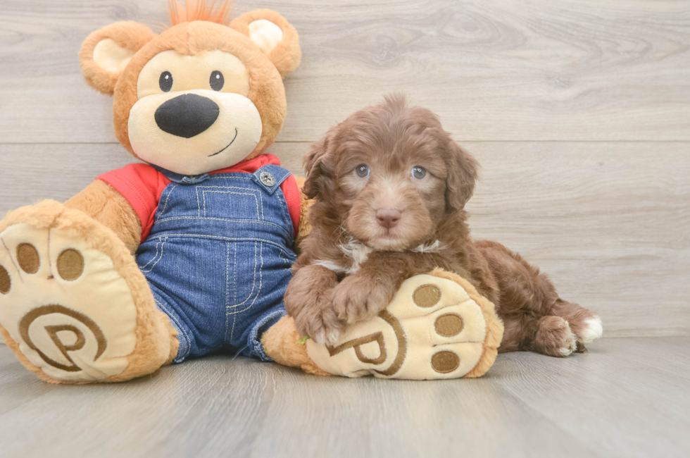 5 week old Mini Sheepadoodle Puppy For Sale - Fairfield Furbabies