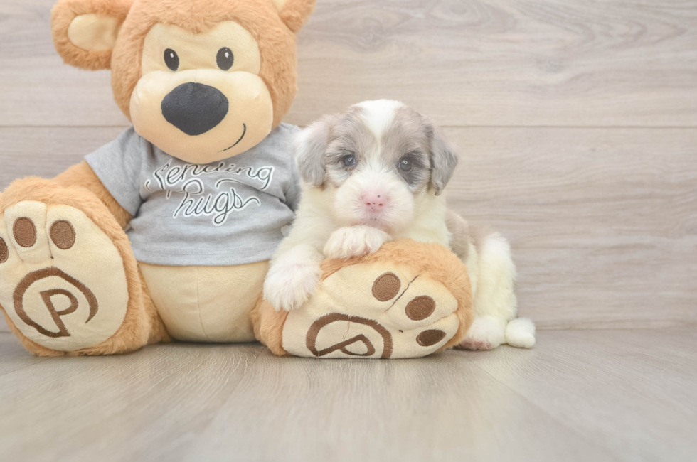 7 week old Mini Sheepadoodle Puppy For Sale - Fairfield Furbabies