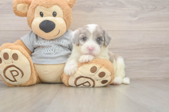 7 week old Mini Sheepadoodle Puppy For Sale - Fairfield Furbabies Hypoallergenic Sheep a Poo Poodle Mix Puppy