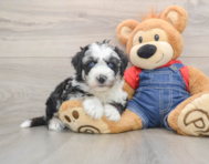 5 week old Mini Sheepadoodle Puppy For Sale - Fairfield Furbabies