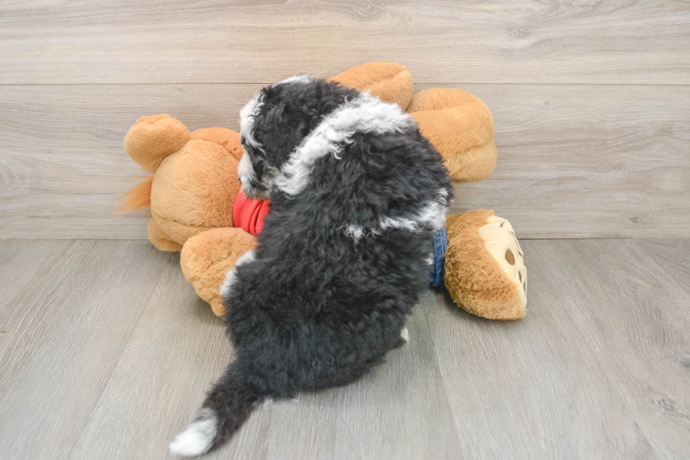 Petite Mini Sheepadoodle Poodle Mix Pup