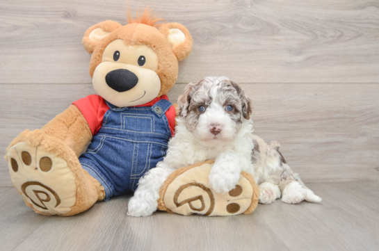 Sweet Mini Sheepadoodle Baby