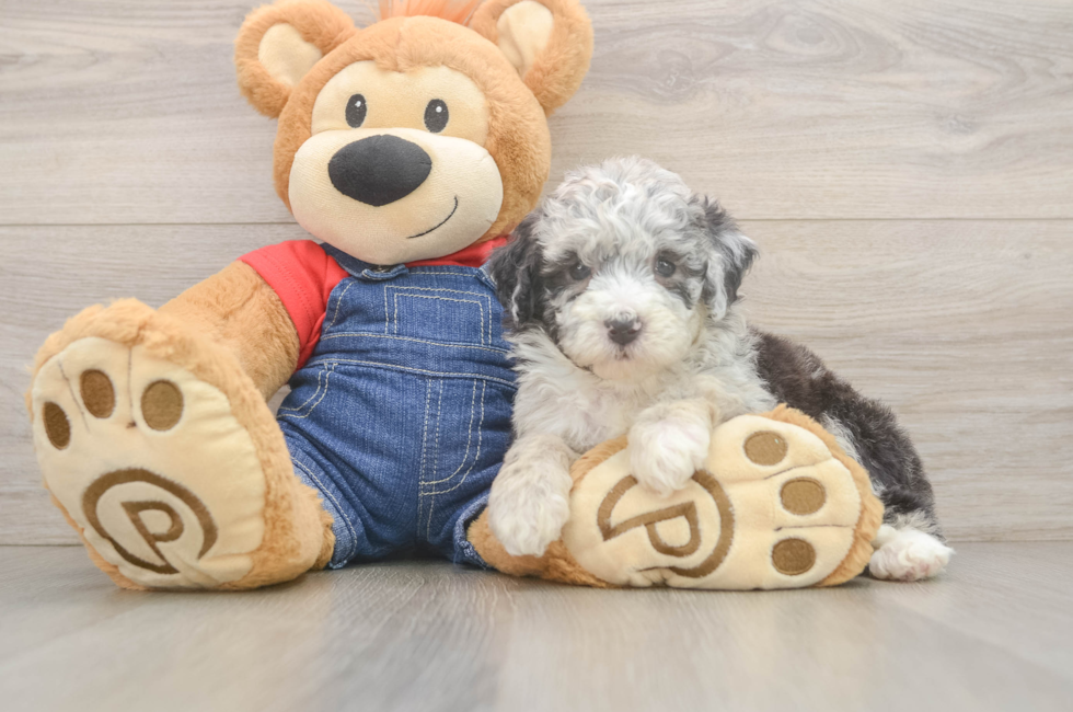 5 week old Mini Sheepadoodle Puppy For Sale - Fairfield Furbabies