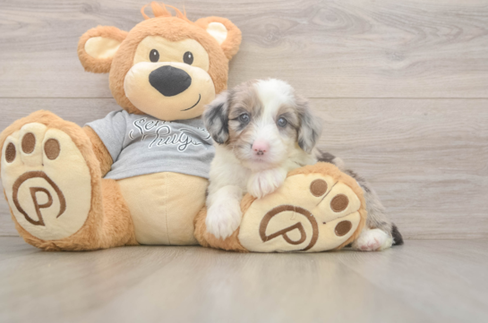 7 week old Mini Sheepadoodle Puppy For Sale - Fairfield Furbabies Fluffy Mini Sheepadoodle Poodle Mix Pup