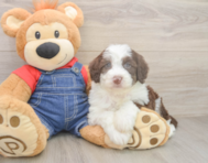 5 week old Mini Sheepadoodle Puppy For Sale - Fairfield Furbabies