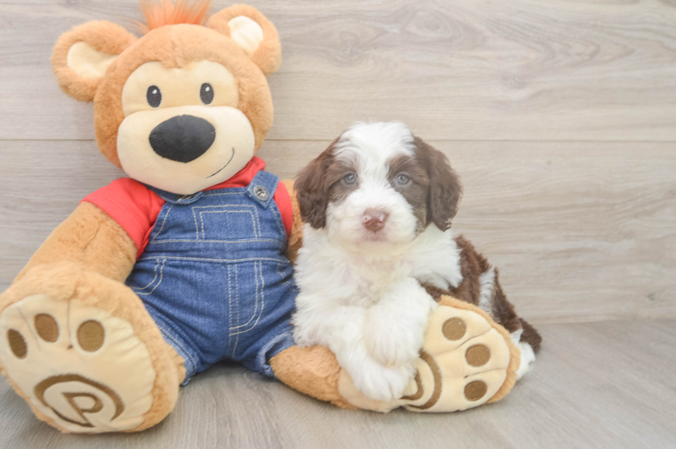 5 week old Mini Sheepadoodle Puppy For Sale - Fairfield Furbabies