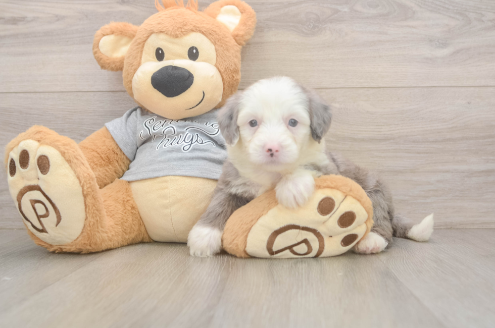 7 week old Mini Sheepadoodle Puppy For Sale - Fairfield Furbabies