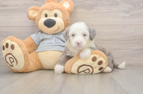 7 week old Mini Sheepadoodle Puppy For Sale - Fairfield Furbabies Hypoallergenic Sheep a Poo Poodle Mix Puppy