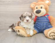 5 week old Mini Sheepadoodle Puppy For Sale - Fairfield Furbabies