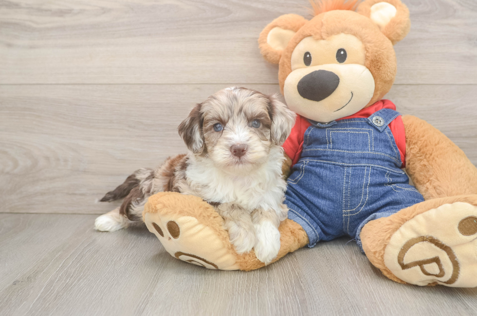5 week old Mini Sheepadoodle Puppy For Sale - Fairfield Furbabies