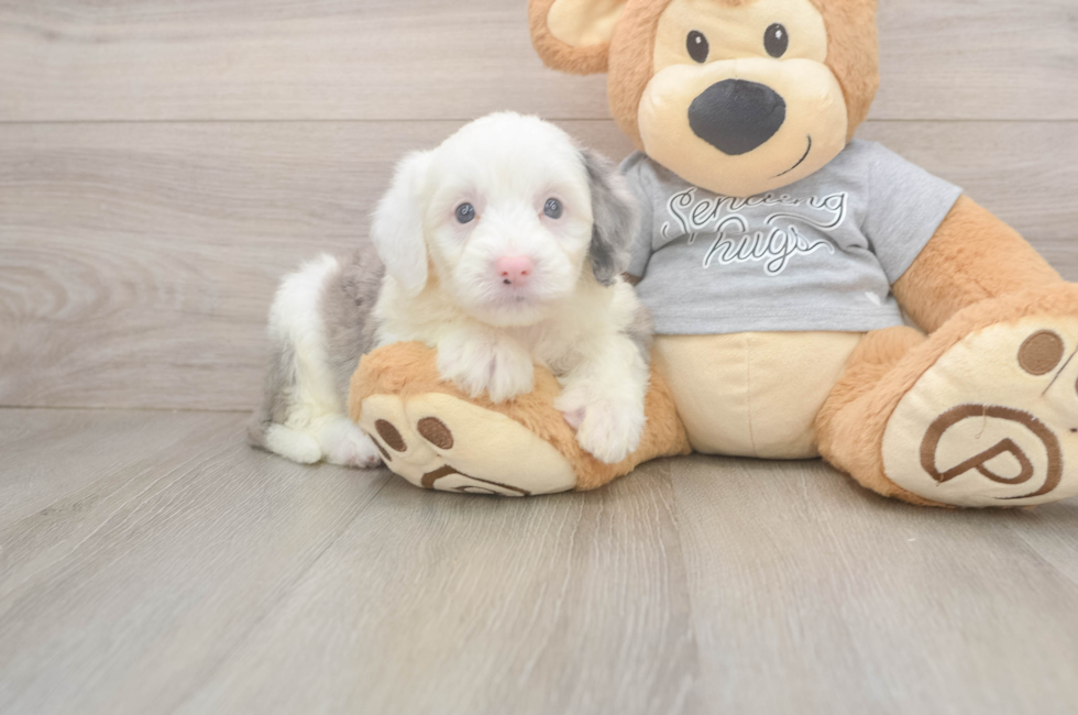 7 week old Mini Sheepadoodle Puppy For Sale - Fairfield Furbabies