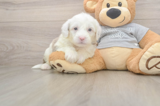 7 week old Mini Sheepadoodle Puppy For Sale - Fairfield Furbabies Mini Sheepadoodle Puppy for Adoption