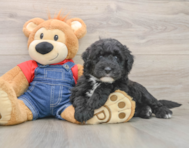 5 week old Mini Sheepadoodle Puppy For Sale - Fairfield Furbabies