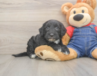 5 week old Mini Sheepadoodle Puppy For Sale - Fairfield Furbabies