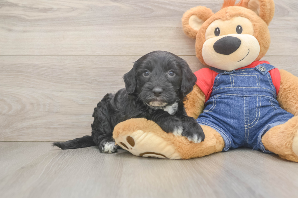 5 week old Mini Sheepadoodle Puppy For Sale - Fairfield Furbabies