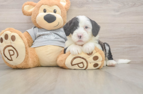 7 week old Mini Sheepadoodle Puppy For Sale - Fairfield Furbabies Mini Sheepadoodle Puppy for Adoption
