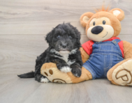 5 week old Mini Sheepadoodle Puppy For Sale - Fairfield Furbabies