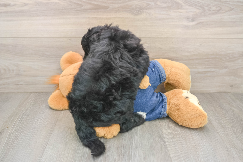 Mini Sheepadoodle Puppy for Adoption