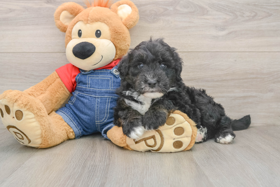 Mini Sheepadoodle Puppy for Adoption