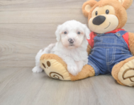 6 week old Mini Sheepadoodle Puppy For Sale - Fairfield Furbabies