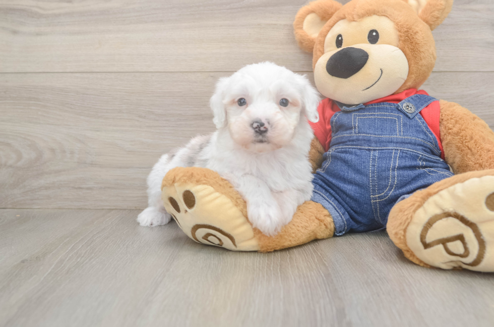 6 week old Mini Sheepadoodle Puppy For Sale - Fairfield Furbabies