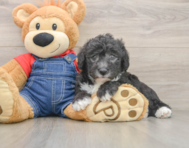 5 week old Mini Sheepadoodle Puppy For Sale - Fairfield Furbabies