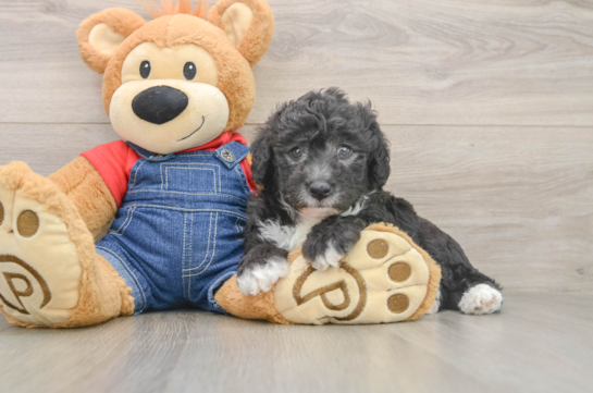 Cute Mini Sheepadoodle Baby