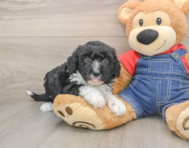 5 week old Mini Sheepadoodle Puppy For Sale - Fairfield Furbabies